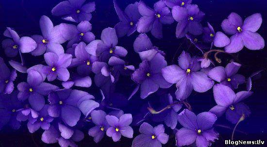 Что общего между улитками и фиолетовым цветом?