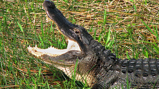 Неравная схватка между огромным крокодилом и отцом, защищающего своего сына